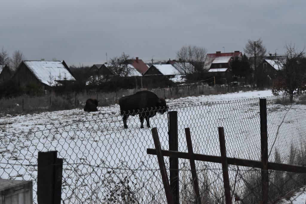 Domek Jaskółka Bialowieza Exterior foto